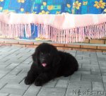 Превью фото № 48531