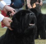 Превью фото № 48690