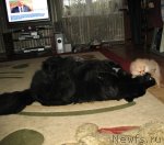 Превью фото № 48841