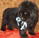 Превью фото № 48863