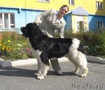 Превью фото № 48896