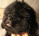 Превью фото № 48911