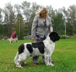 Превью фото № 49030