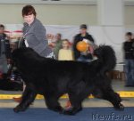 Превью фото № 49074