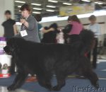 Превью фото № 49079