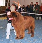 Превью фото № 4995