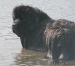 Превью фото № 50060