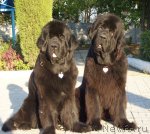 Превью фото № 50136