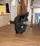 Превью фото № 50224