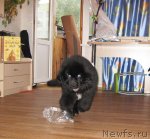 Превью фото № 50225