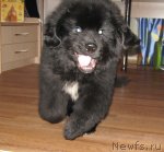 Превью фото № 50227