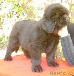 Превью фото № 50375