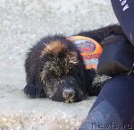 Превью фото № 50416