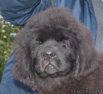 Превью фото № 50660