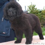 Превью фото № 50662