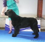 Превью фото № 51142