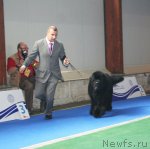 Превью фото № 51233