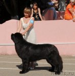 Превью фото № 51337