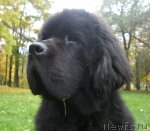 Превью фото № 51630