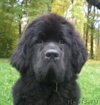 Превью фото № 51631