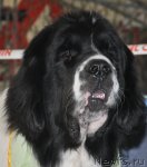 Превью фото № 51771