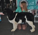 Превью фото № 51820