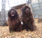 Превью фото № 51891