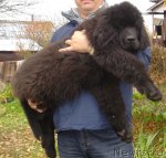 Превью фото № 52022