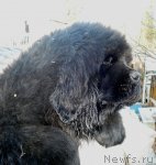 Превью фото № 52364