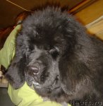 Превью фото № 52564