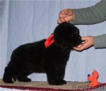 Превью фото № 52620