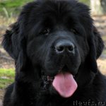 Превью фото № 52788