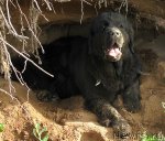 Превью фото № 52790