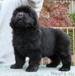 Превью фото № 52858