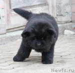 Превью фото № 52859