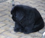 Превью фото № 52860