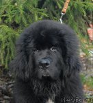 Превью фото № 53061