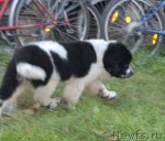 Превью фото № 53073