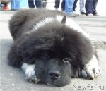 Превью фото № 53171