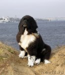 Превью фото № 53181