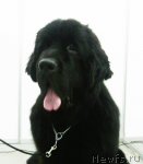 Превью фото № 53323