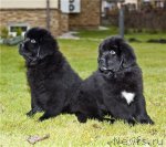 Превью фото № 53426