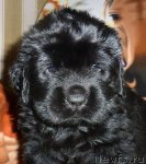 Превью фото № 53461