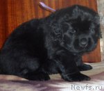 Превью фото № 53479