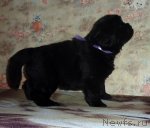 Превью фото № 53481