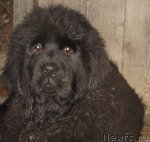 Превью фото № 53526