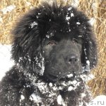 Превью фото № 53702