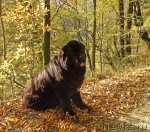 Превью фото № 53782