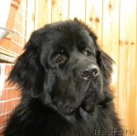 Превью фото № 53990