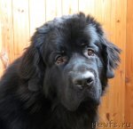 Превью фото № 53991